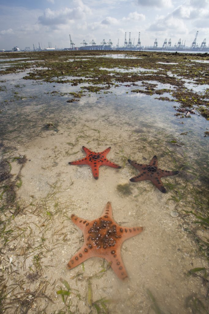 wild shores of singapore: Terumbu Semakau with large fish traps