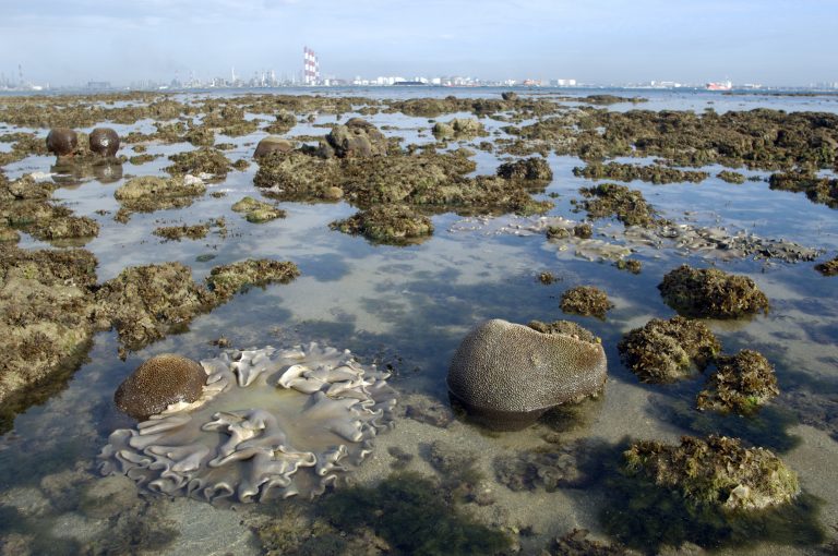 wild shores of singapore: Terumbu Semakau with large fish traps