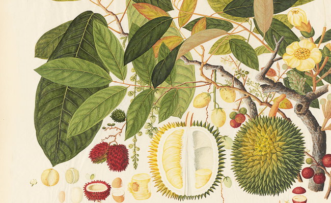 Botanical Fruit Collection Print