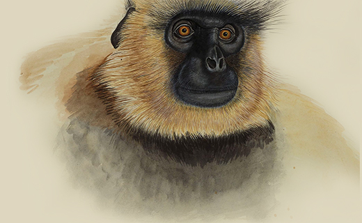 Image alt text